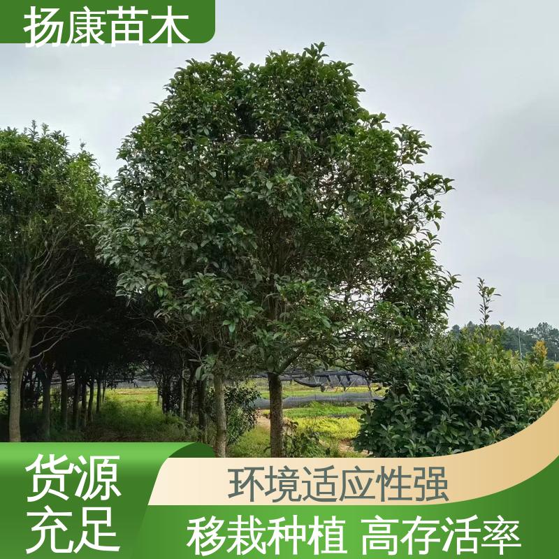 扬康苗木 基地供应 12公分桂花 园林庭院造景植物 观赏价值高