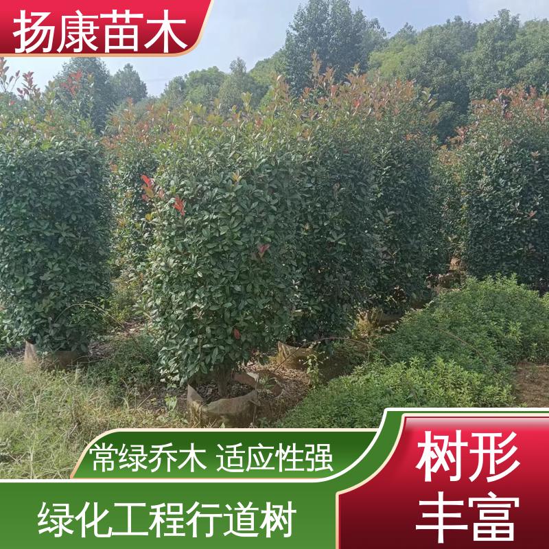 扬康苗木 红叶石楠 城市景观绿化树 环境适应性强