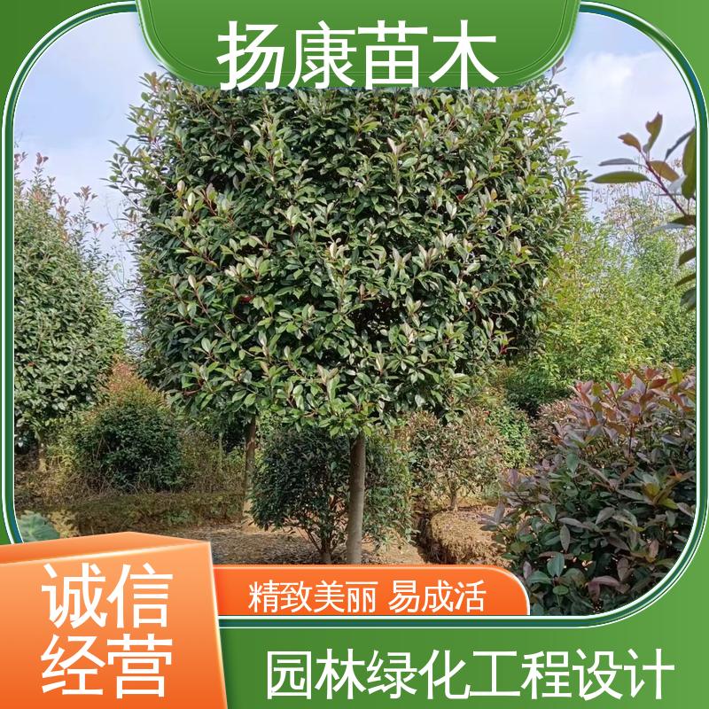 扬康苗木 基地供应 红叶南栓 园林庭院造景植物 高端大气美观
