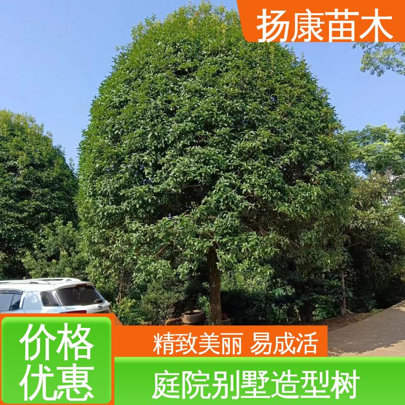 扬康苗木 18公分精品木花树 园林庭院造景植物 适用性强 规格齐全