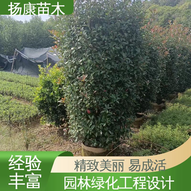 扬康苗木 基地供应 红叶南栓 园林绿化专用树 枝叶紧密 美丽多姿