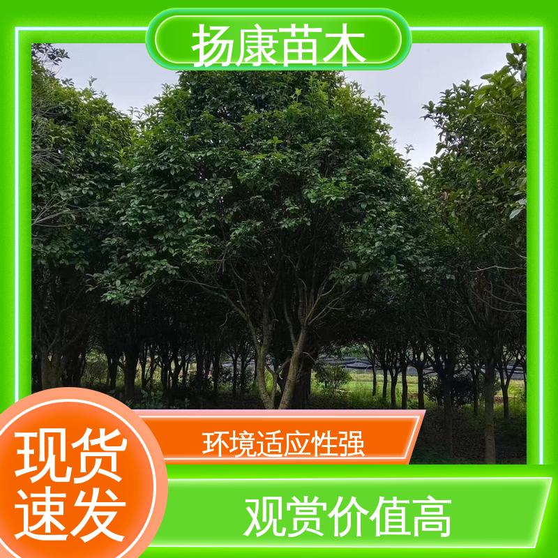 扬康苗木 18公分桂花 园林绿化专用树 造型优美 易成活