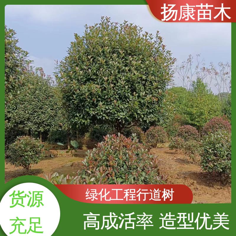 扬康苗木 红叶南栓 城市景观绿化树 树形丰富 成活率高