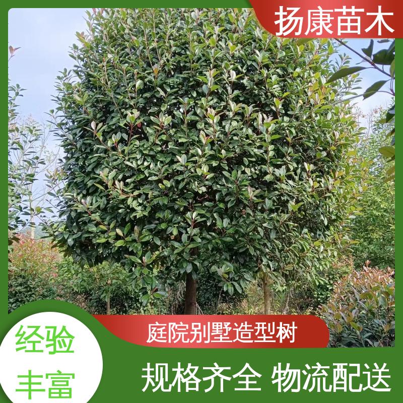扬康苗木 基地供应 红叶石楠 园林庭院造景植物 枝叶紧密 美丽多姿