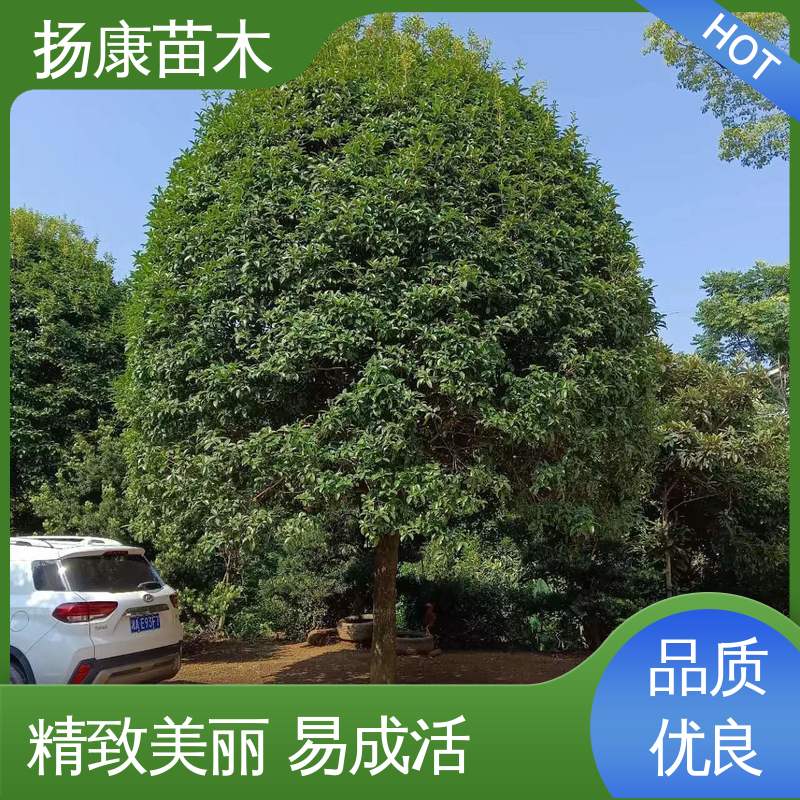 扬康苗木 20公分开楼 园林绿化工程设计 精致美丽 易成活