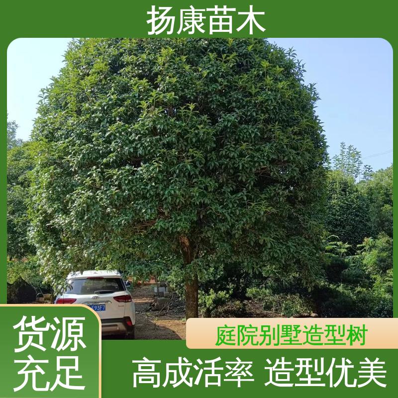 扬康苗木 15公分精品桂花树 绿化工程行道树 树形优美 成活率高