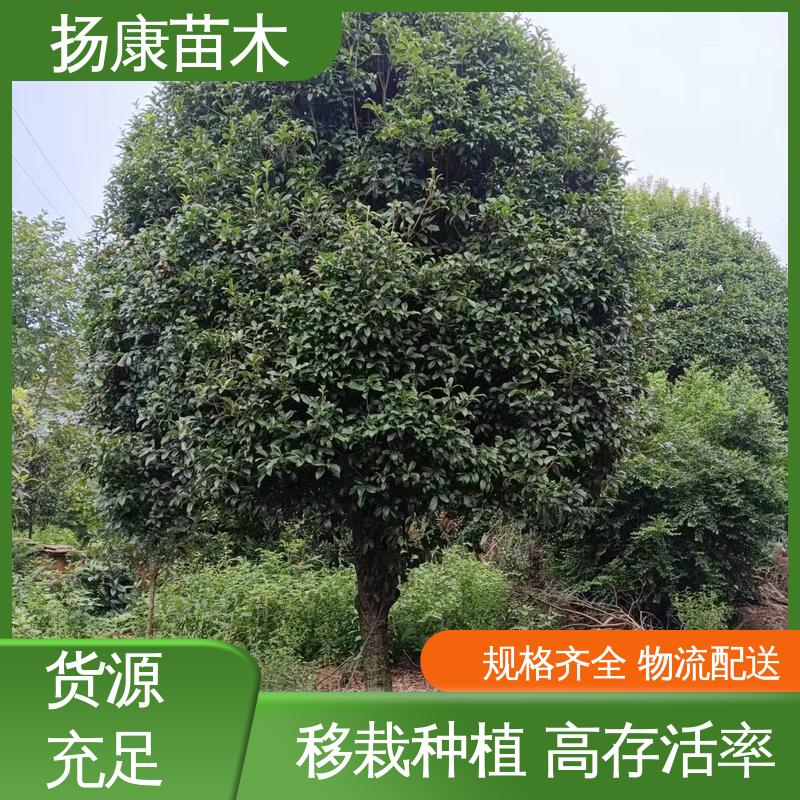 扬康苗木 12公分桂花 庭院小区绿化造景树 适用性强 规格齐全