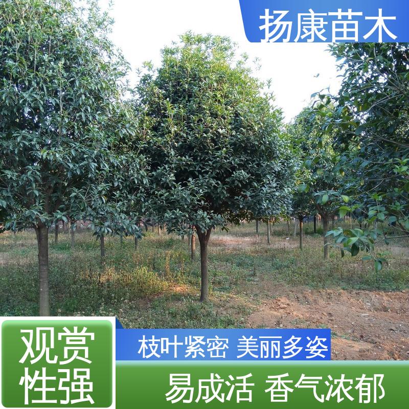 扬康苗木 基地供应 30公分桂花 园林庭院造景植物 高成活率 规格齐全