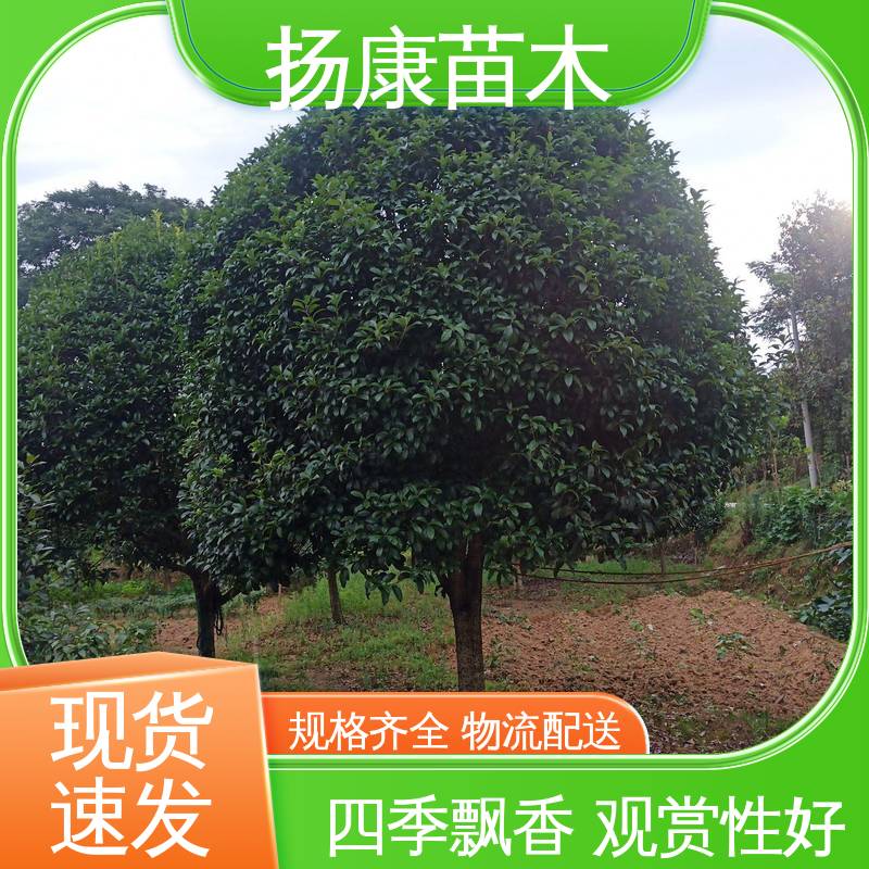 扬康苗木 20公分桂花 绿化工程专用苗 适用性强 规格齐全