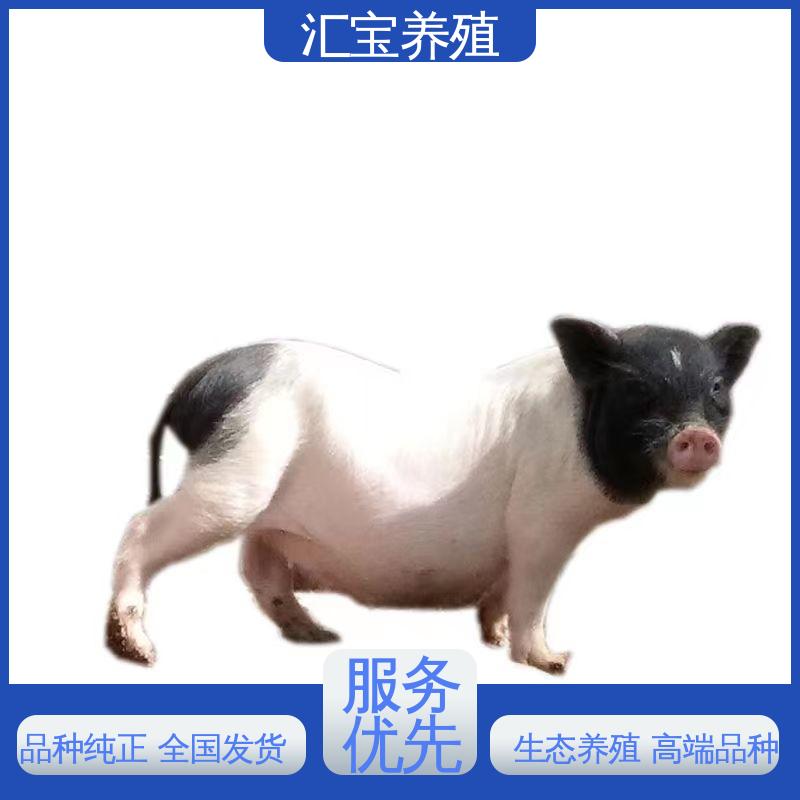  娱乐休闲拍照 上门服务 饲料五谷杂粮 小体型巴马香猪