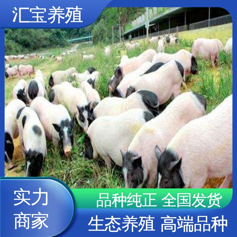  正规养殖基地 包邮包运输 上门服务 小体型巴马香猪 一窝十几头
