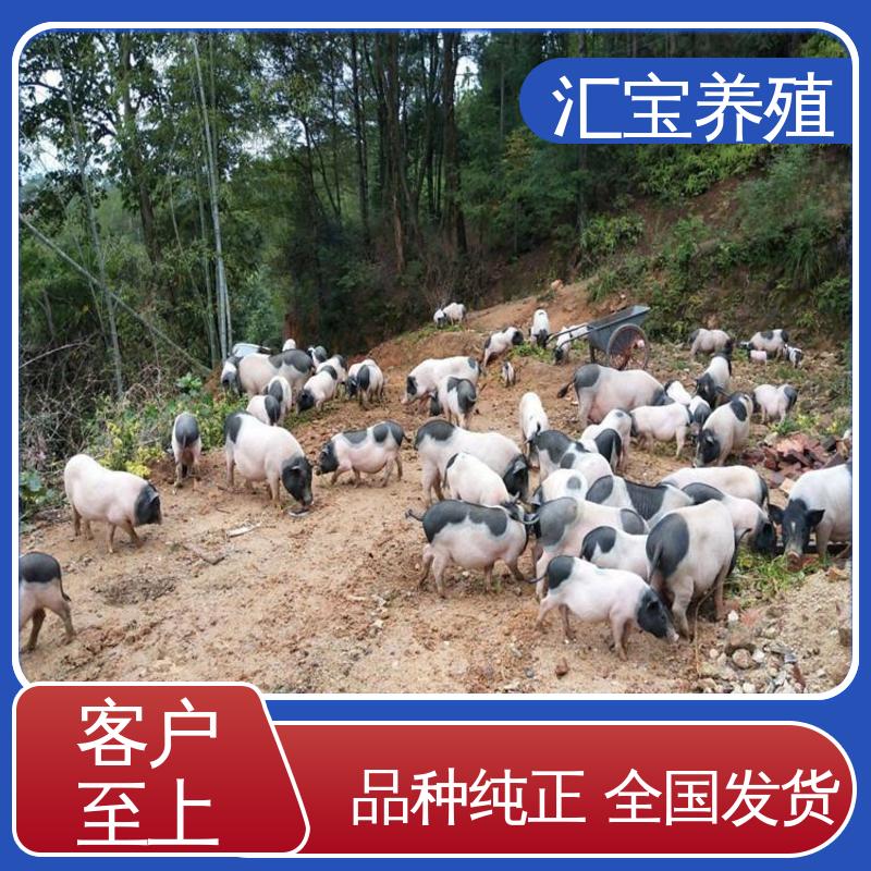 小体型巴马香猪 快速发货 一窝十几头 景区观赏 