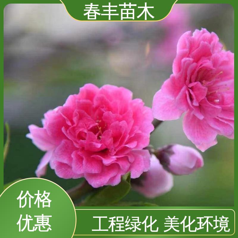 春丰苗木 基地现挖 垂枝桃30元打土球上车 颜色鲜艳 花色多样