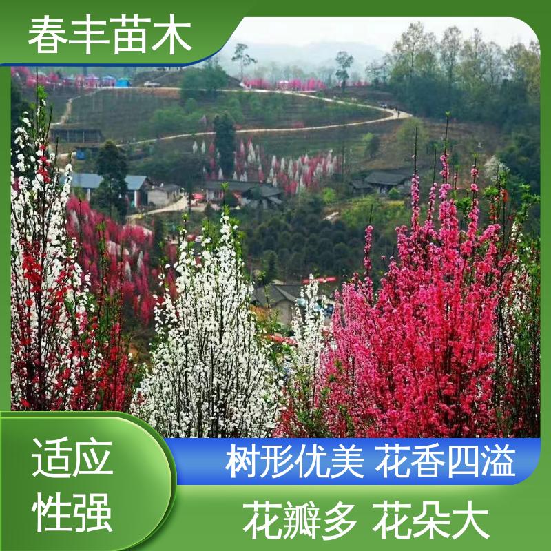 春丰苗木 基地供应 碧桃50元上车价 花叶秀丽 易成活