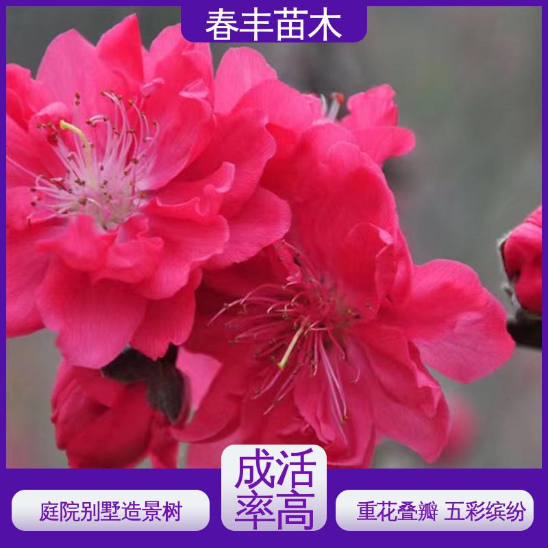春丰苗木 观赏桃苗生产 树形丰富 花香四溢 规格齐全 物流配送