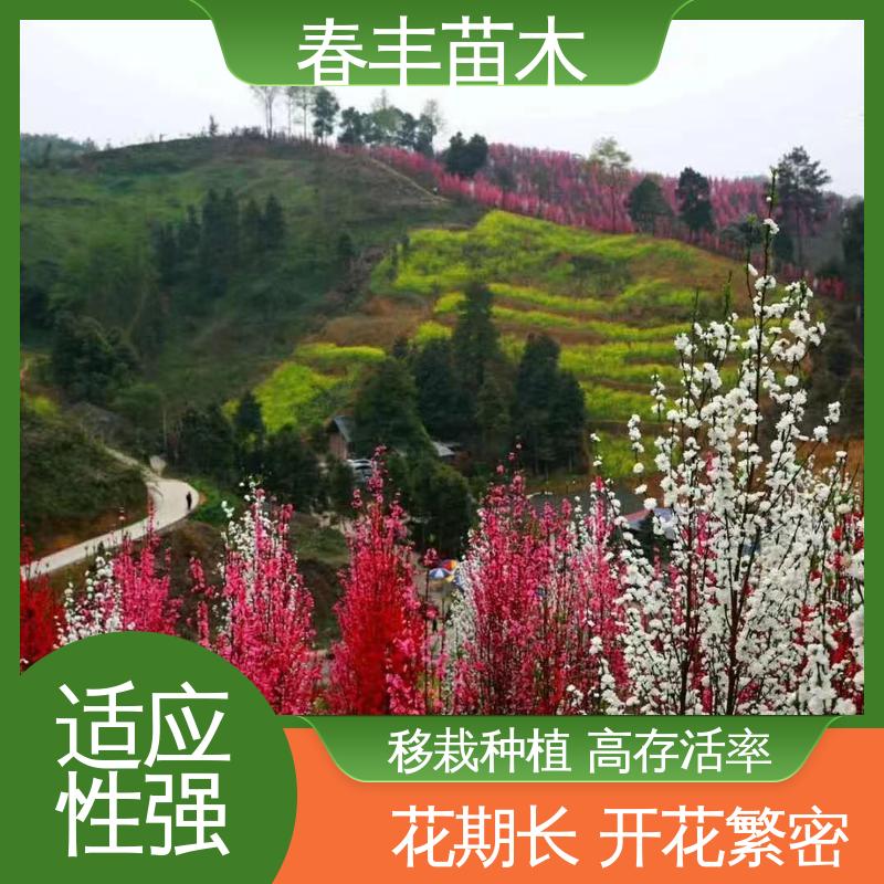 春丰苗木 基地供应 绿花桃5-9公分 质量合格 一条龙培育