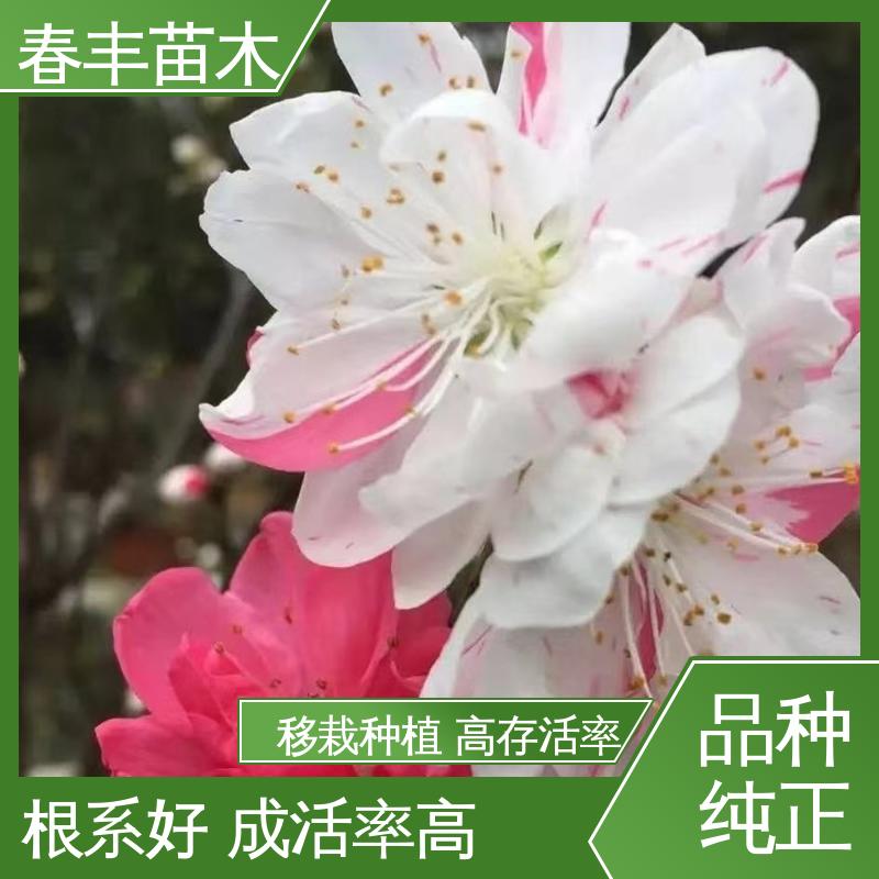 春丰苗木 基地供应 洒红桃30元打土球上车 颜色鲜艳 花色多样