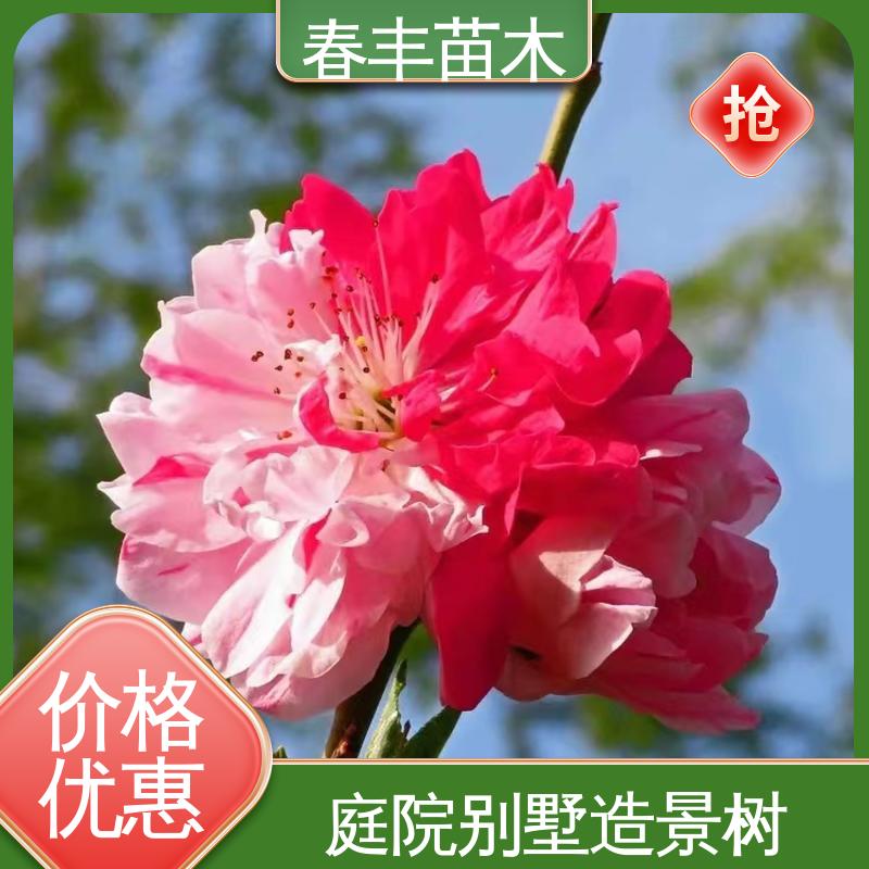 春丰苗木 基地现挖 洒红龙柱5-9公分 包装好 成活率高