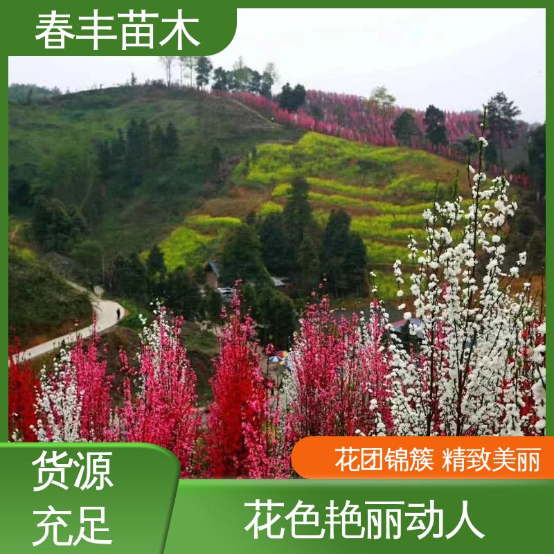 春丰苗木 基地供应 招手桃 8-10公分 移栽种植 高存活率