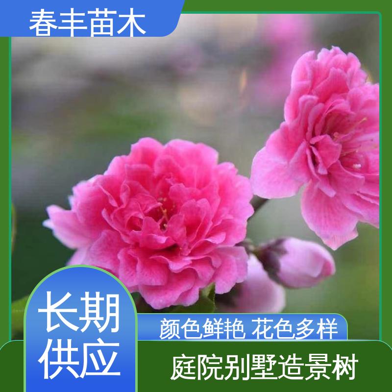春丰苗木 基地供应 粉碧桃50元上车价 成活率高 适应性强