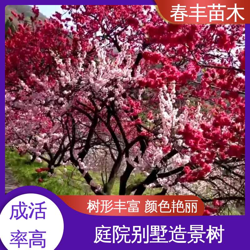 春丰苗木 找桃树苗2公分 树形丰富 花香四溢 成活率高 适应性强