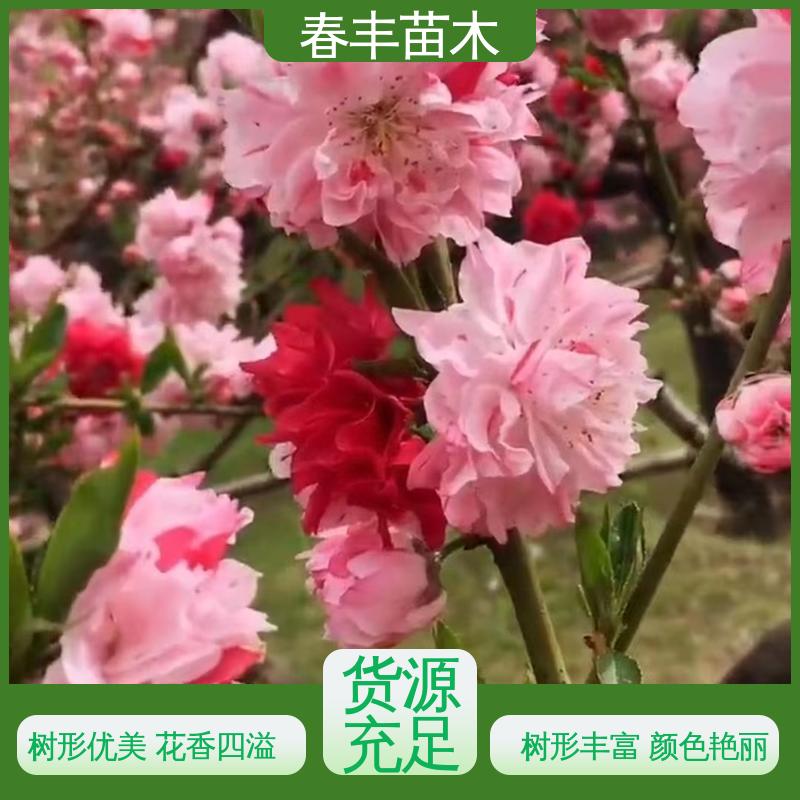 春丰苗木 基地现挖 绿叶碧桃6-8公分 移栽种植 高存活率