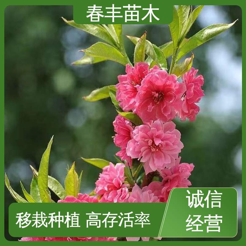春丰苗木 基地供应 垂枝花桃 8-10公分 颜色鲜艳 花色多样