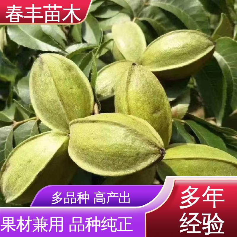 春丰苗木 美国山核桃袋苗基地生产 盆栽地栽 效果佳