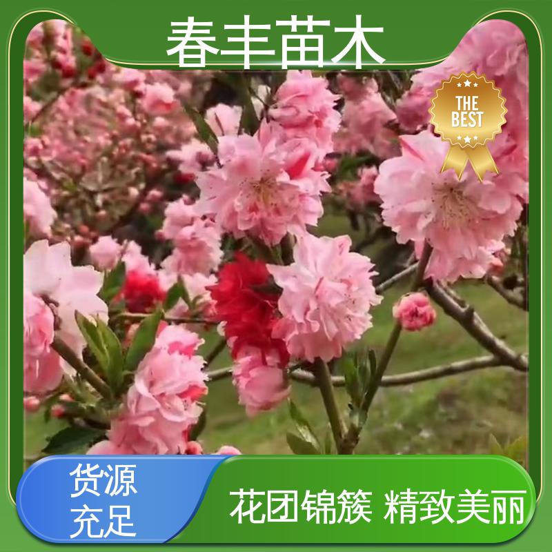 春丰苗木 基地现挖 菊花桃 8-10公分 颜色鲜艳 花色多样