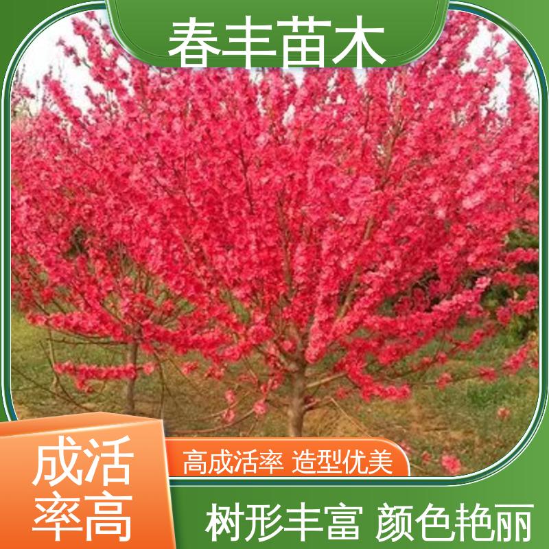 春丰苗木 基地现挖 帚型桃6-8公分 颜色鲜艳 花色多样