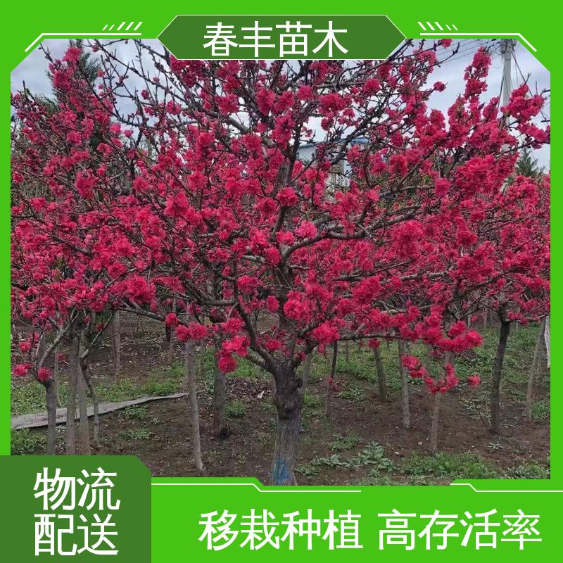 春丰苗木 找桃树苗生产 庭院小区绿化造景树 成活率高 适应性强