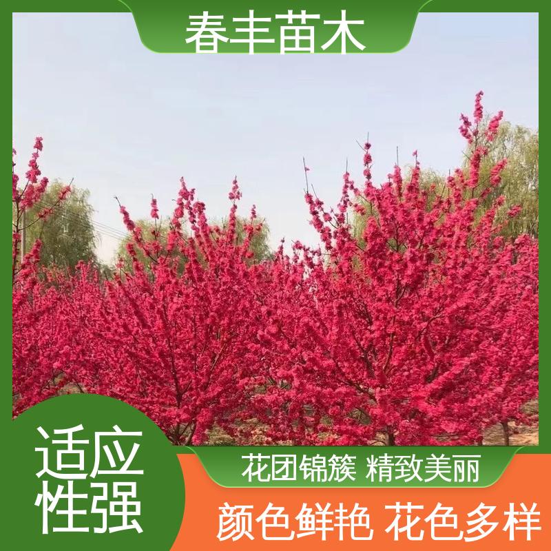 春丰苗木 基地供应 红花碧桃5-9公分 重花叠瓣 效果佳