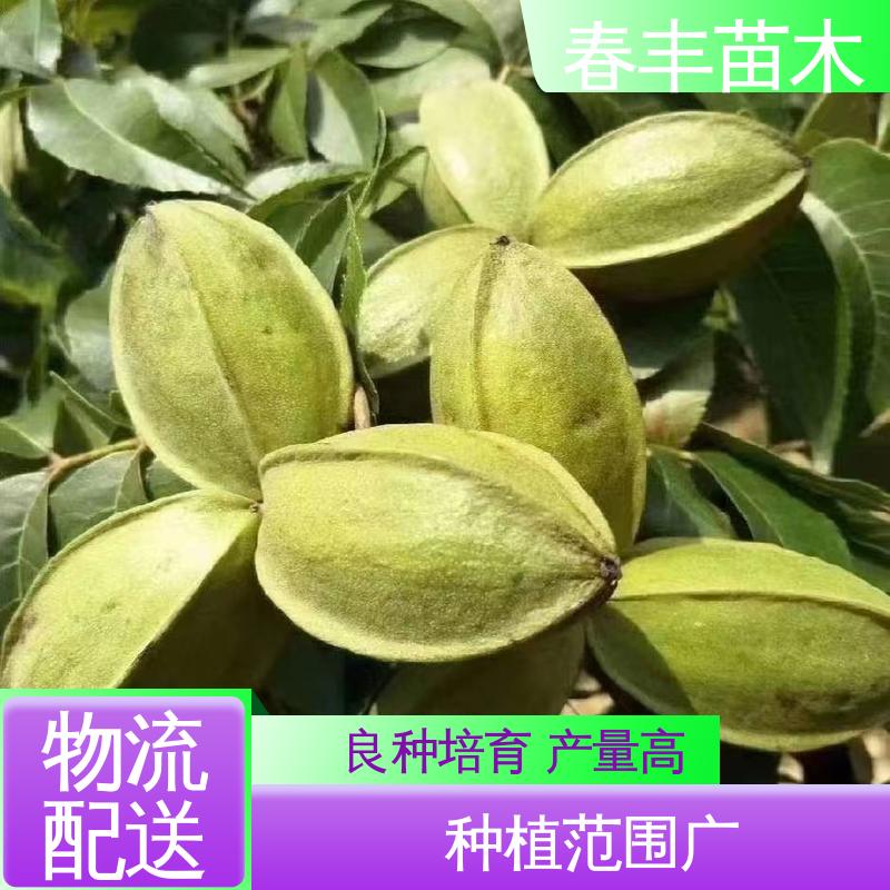 春丰苗木 美国碧根果苗2公分粗 果实含油量高 可孤植 丛植