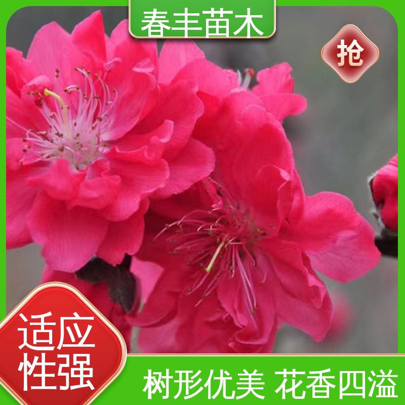 春丰苗木 观赏桃树苗重点培育 树形丰富 花香四溢 成活率高 适应性强
