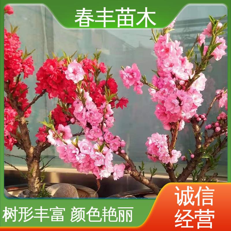 春丰苗木 基地现挖 粉花山碧桃5-9公分 颜色鲜艳 花色多样