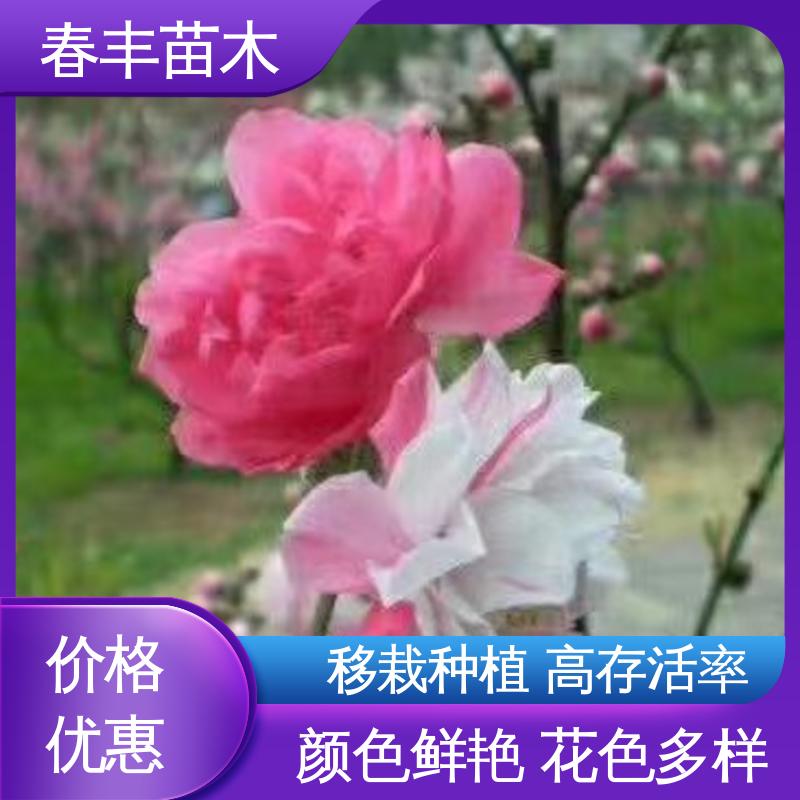 春丰苗木 桃花树苗2公分 绿化工程行道树 花色艳丽动人