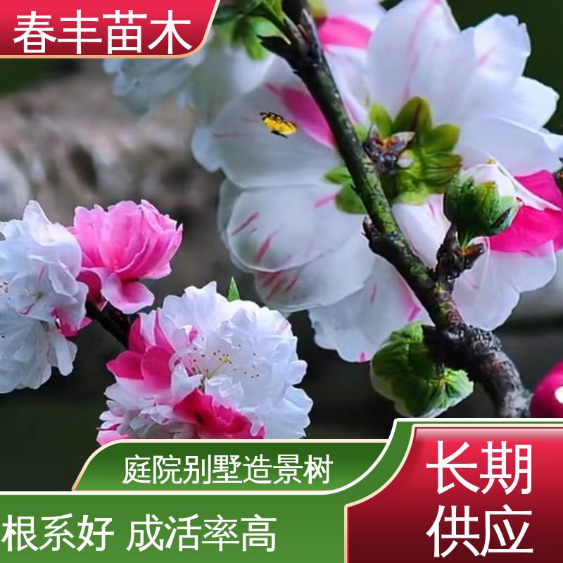 春丰苗木 基地供应 垂枝碧桃50元上车价 颜色鲜艳 花色多样