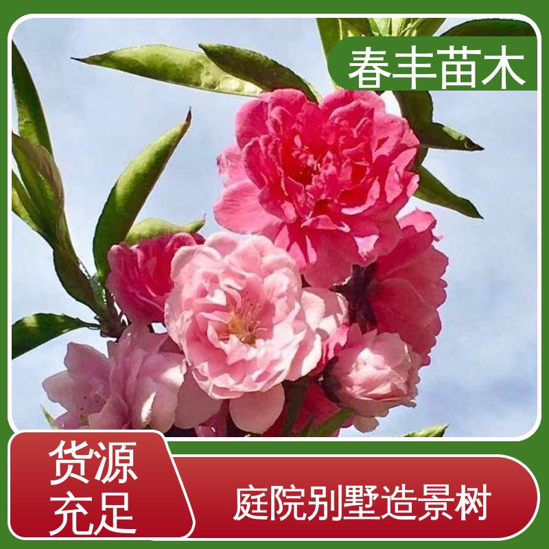 春丰苗木 基地供应 二色40元装车 移栽种植 高存活率