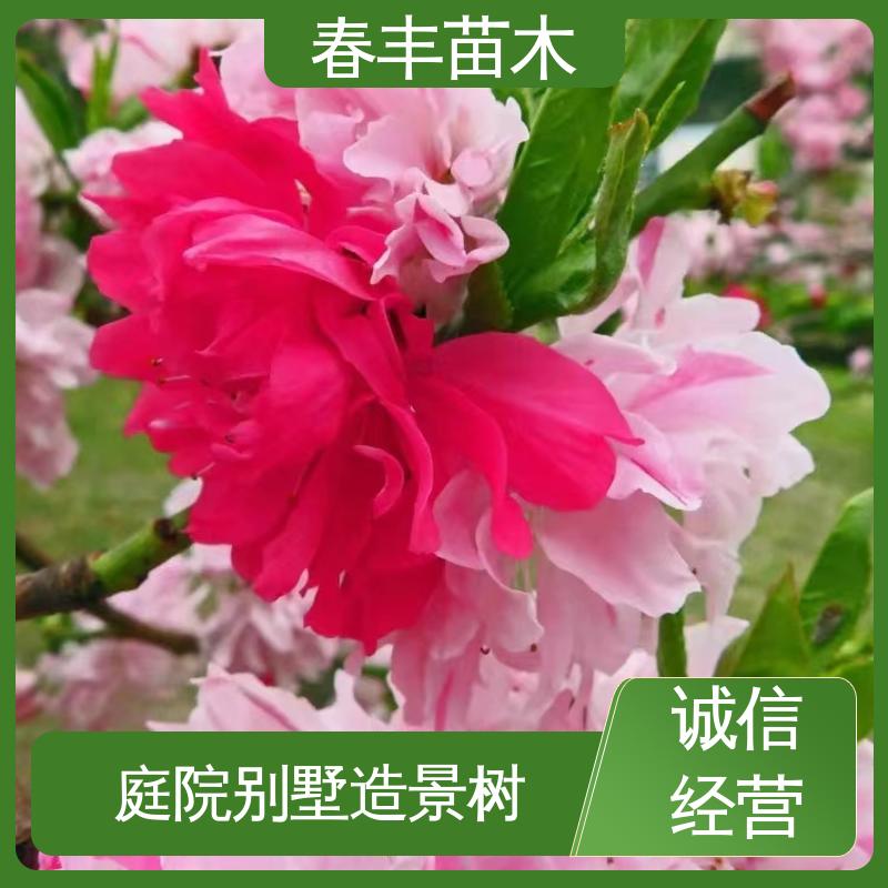春丰苗木 基地现挖 白碧桃6-8公分 成活率高 适应性强