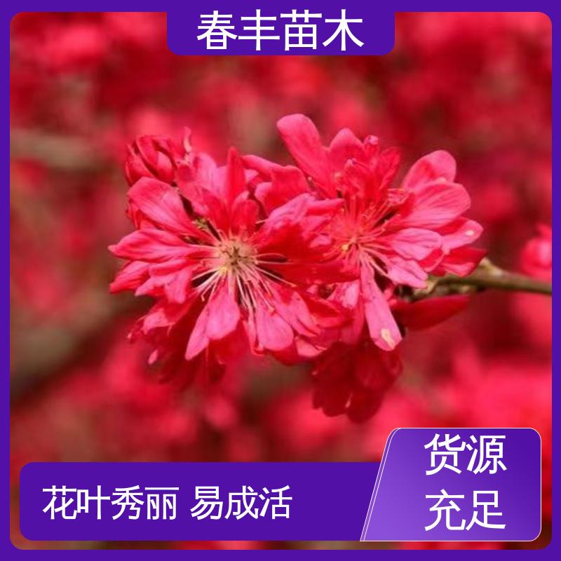 春丰苗木 找桃树苗生产 树形丰富 花香四溢 花团锦簇 精致美丽