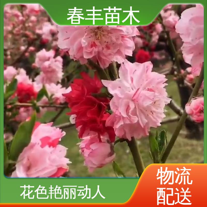 春丰苗木 基地供应 洒金碧桃6-8公分 花瓣多 花朵大 