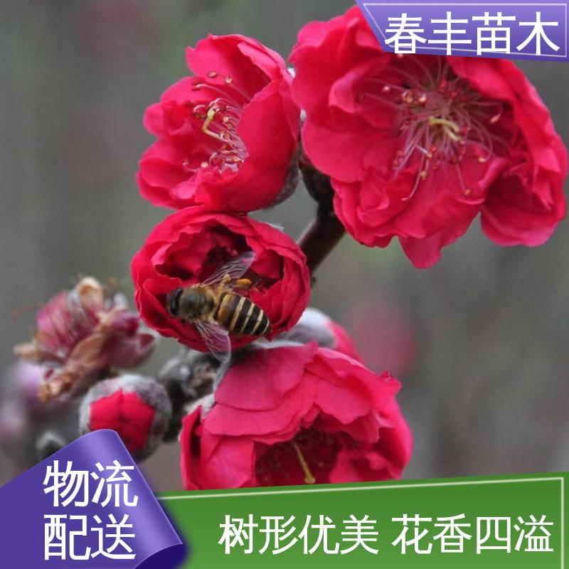 春丰苗木 基地现挖 绯桃5-9公分 包装好 成活率高