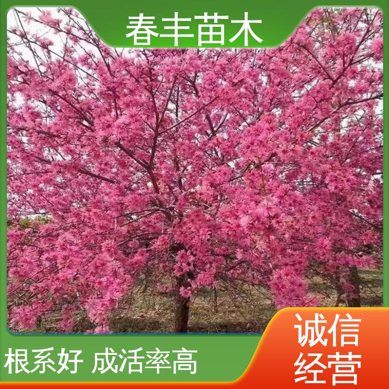 春丰苗木 观赏桃树 工程绿化 美化环境 规格齐全 物流配送