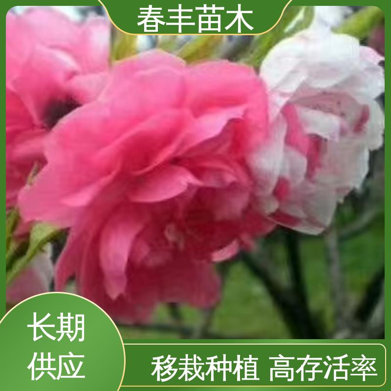 春丰苗木 基地现挖 帚型桃5-9公分 花叶秀丽 易成活