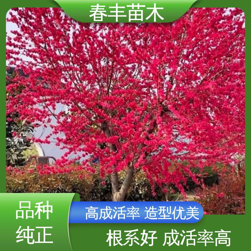 春丰苗木 找桃树苗3元一株 庭院小区绿化造景树 颜色鲜艳 花色多样