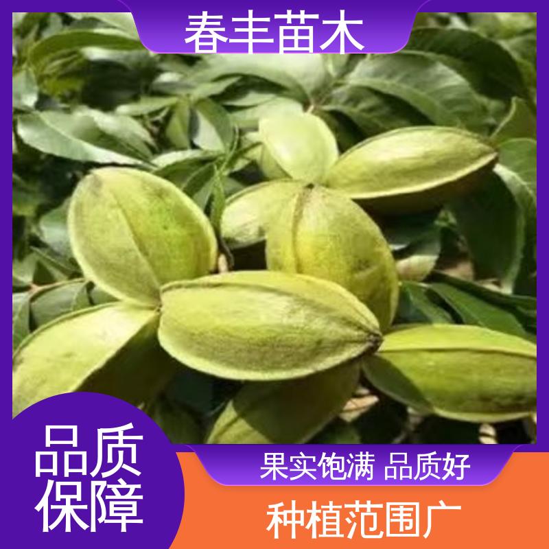 春丰苗木 美国山核桃苗子专业育苗 良种培育 盆栽地栽 效果佳