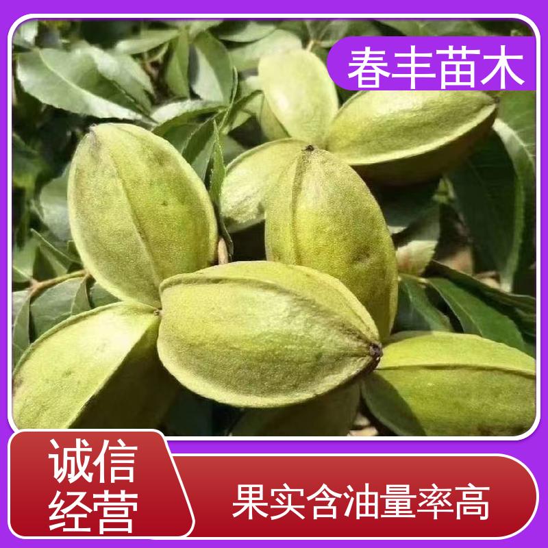 春丰苗木 美国山核桃杯苗1-3年 多品种 根系发达 耐水湿