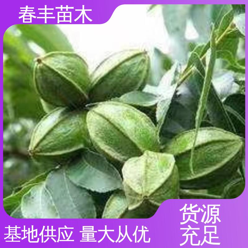 春丰苗木 碧根果树苗专业育苗 良种培育 根系发达 耐水湿