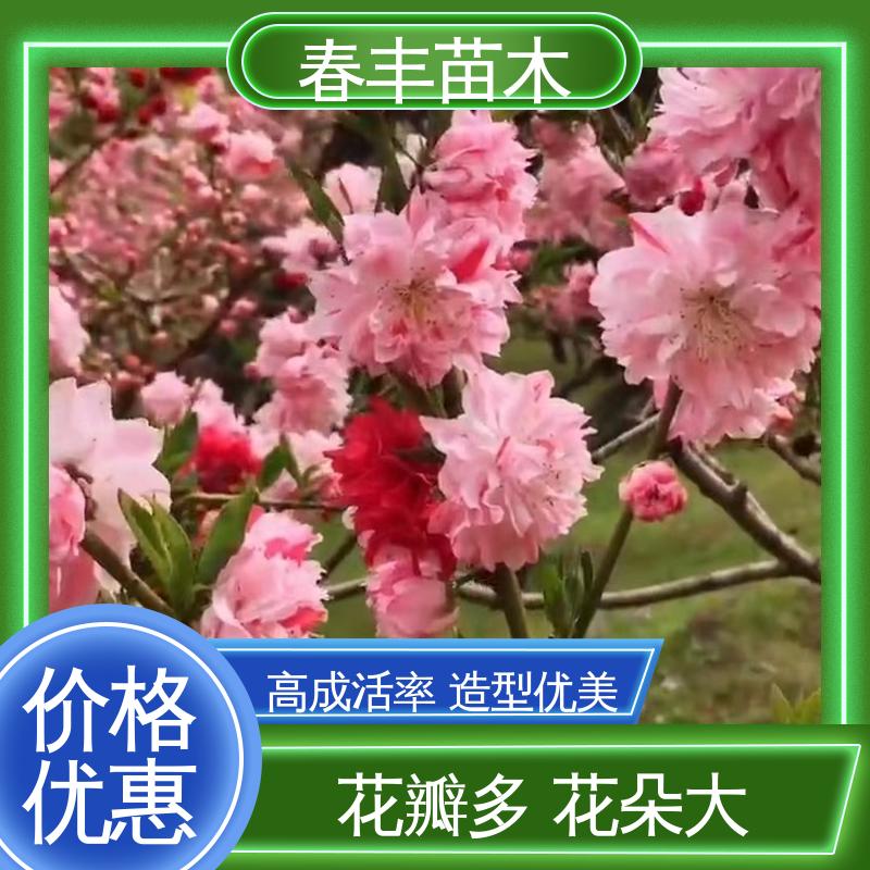 春丰苗木 基地现挖 簪粉50元上车价 颜色鲜艳 花色多样