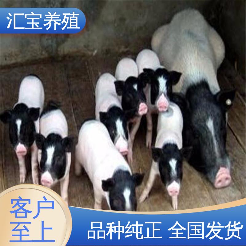  正规养殖基地 包邮包运输 快速发货 精品小香猪 散养 宠物